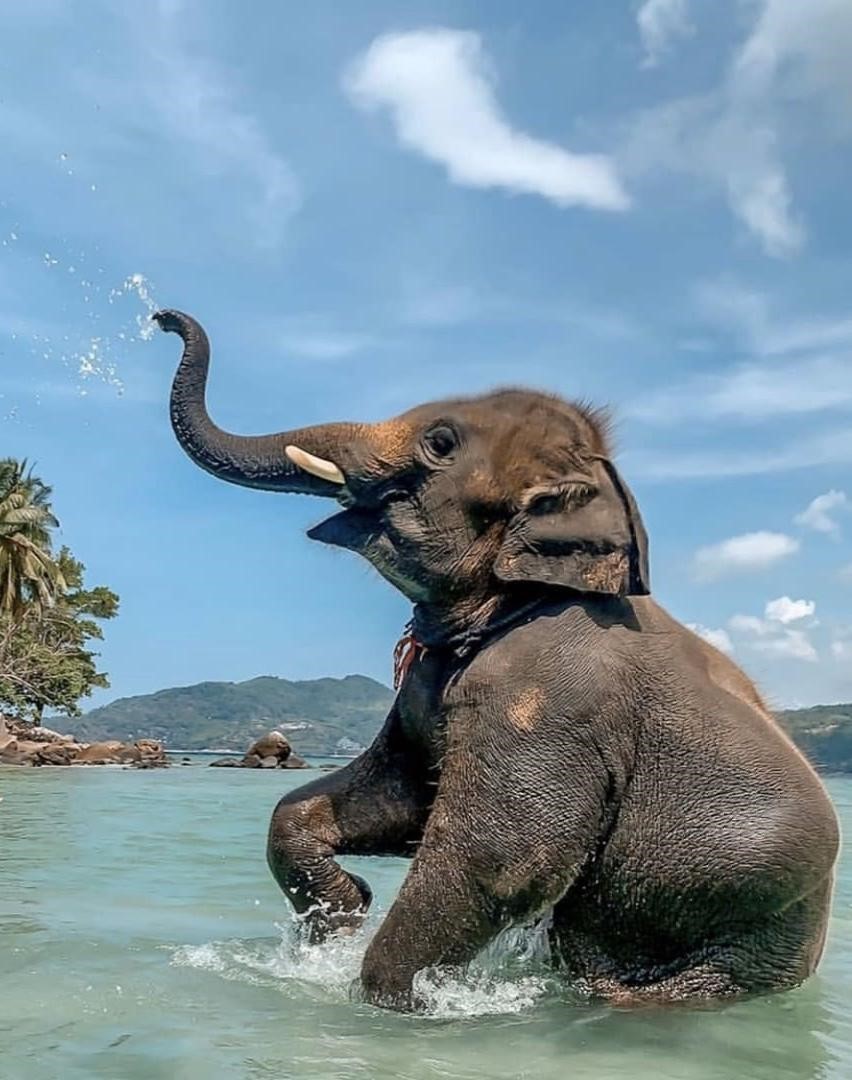 elephant-beach